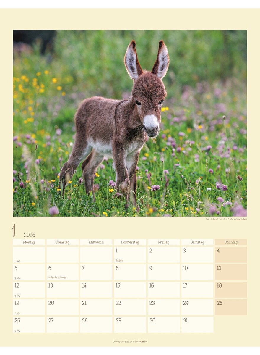 Auf diesem Bild sehen Sie das Produktbild 2 fr KALENDER ESEL 2026 - HUBERT/KLEIN