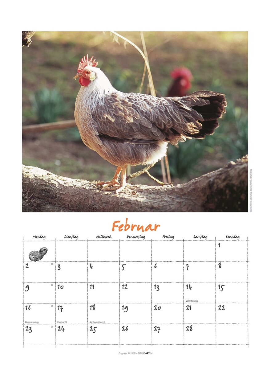 Auf diesem Bild sehen Sie das Produktbild 3 fr DER HHNERKALENDER 2026 - WOLF-DIETMAR UNTERWEGER