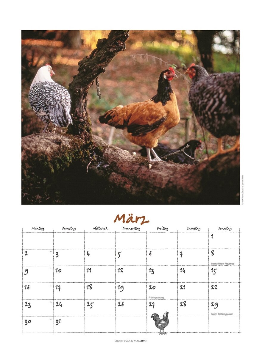 Auf diesem Bild sehen Sie das Produktbild 4 fr DER HHNERKALENDER 2026 - WOLF-DIETMAR UNTERWEGER