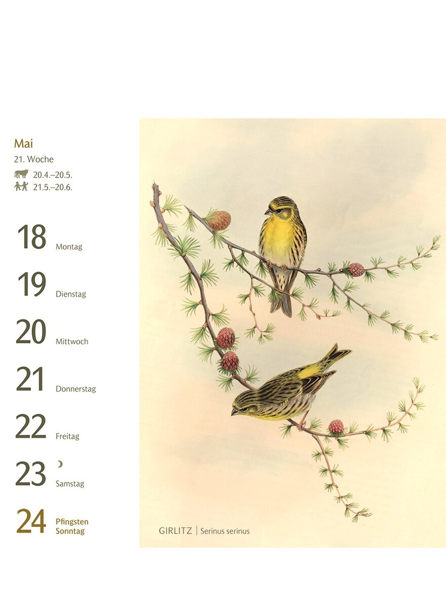 Auf diesem Bild sehen Sie das Produktbild 2 fr POSTKARTENKALENDER VGEL 2026 -