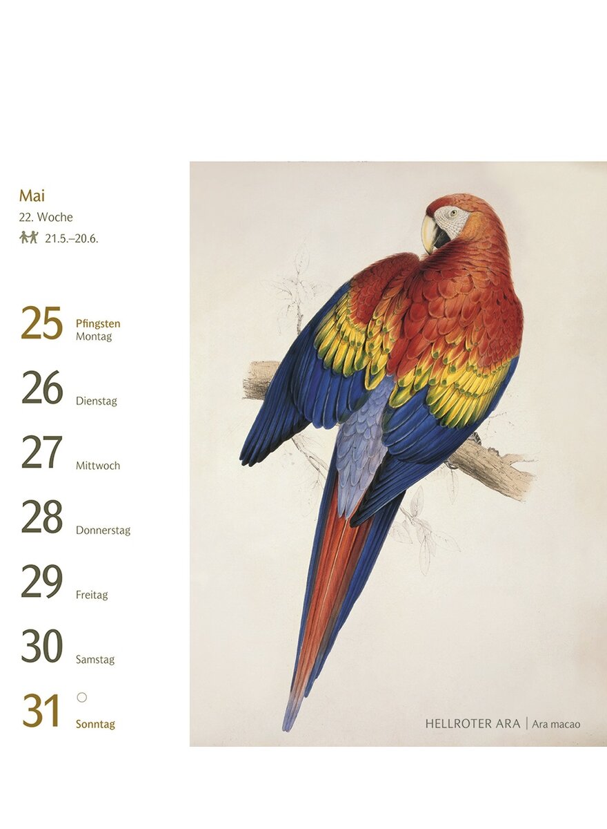 Auf diesem Bild sehen Sie das Produktbild 3 fr POSTKARTENKALENDER VGEL 2026 -