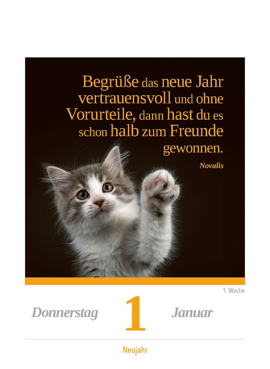 Auf diesem Bild sehen Sie das Produktbild 2 fr KALENDER EINE KATZE FR JEDEN TAG 2026 -