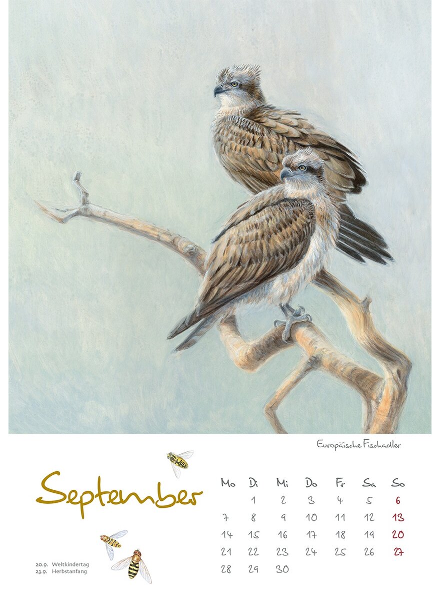 Auf diesem Bild sehen Sie das Produktbild 2 fr KALENDER VOGELIMPRESSIONEN 2026 - CHRISTOPHER SCHMIDT