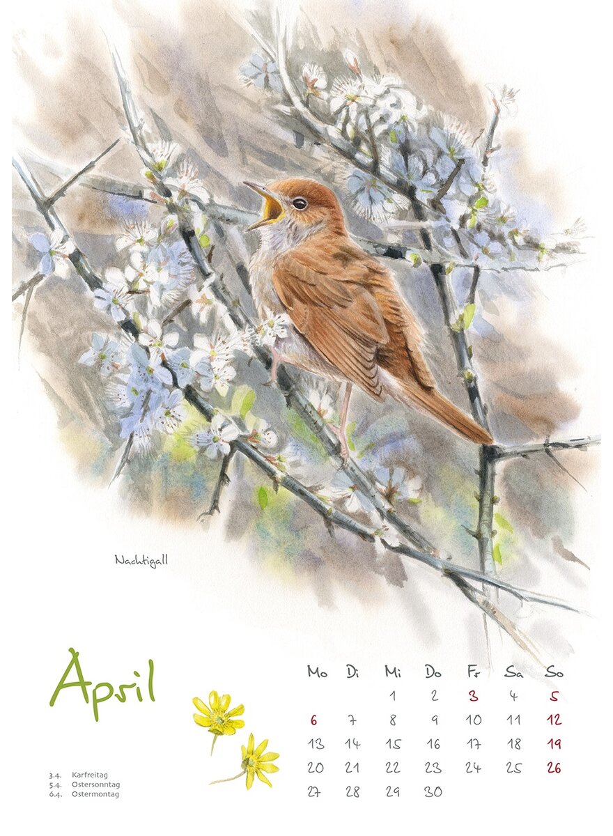 Auf diesem Bild sehen Sie das Produktbild 3 fr KALENDER VOGELIMPRESSIONEN 2026 - CHRISTOPHER SCHMIDT