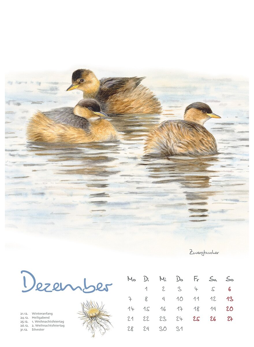 Auf diesem Bild sehen Sie das Produktbild 4 fr KALENDER VOGELIMPRESSIONEN 2026 - CHRISTOPHER SCHMIDT