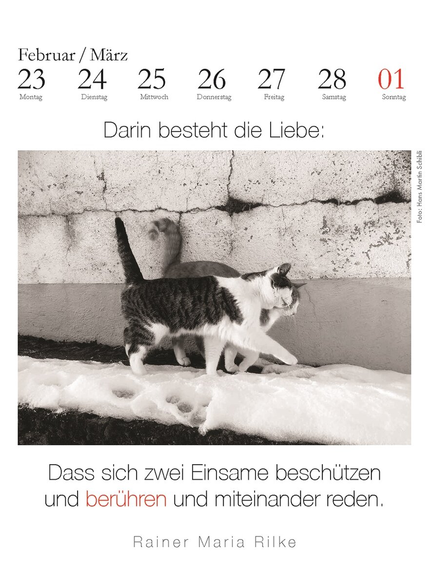 Auf diesem Bild sehen Sie das Produktbild 2 fr DER LITERARISCHE KATZEN- KALENDER 2026 - J. BACHSTEIN