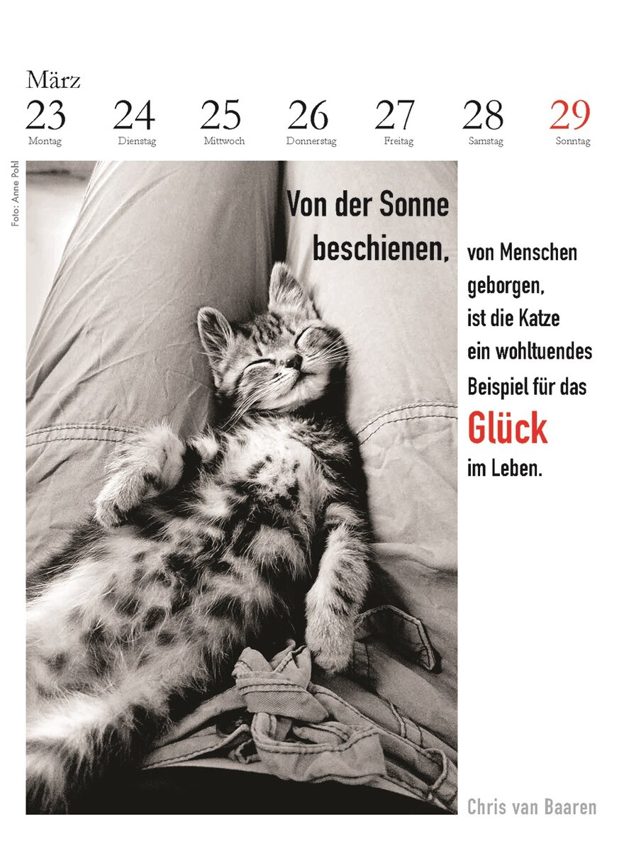 Auf diesem Bild sehen Sie das Produktbild 3 fr DER LITERARISCHE KATZEN- KALENDER 2026 - J. BACHSTEIN