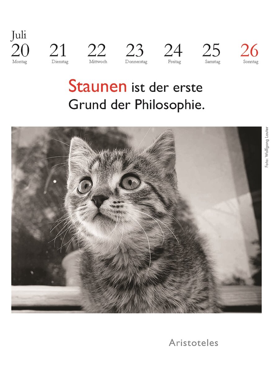 Auf diesem Bild sehen Sie das Produktbild 4 fr DER LITERARISCHE KATZEN- KALENDER 2026 - J. BACHSTEIN