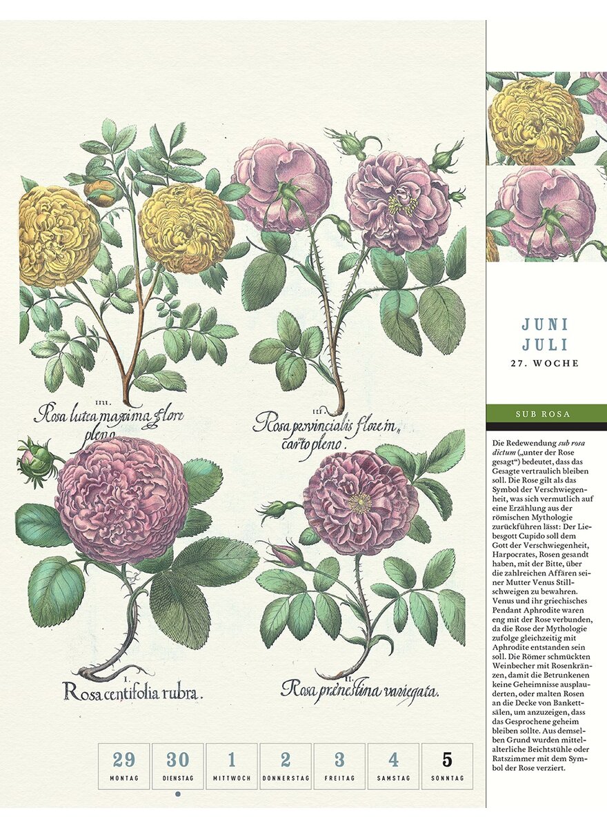 Auf diesem Bild sehen Sie das Produktbild 2 fr THORBECKES ROSEN-KALENDER 2026 - WOCHENKALENDER
