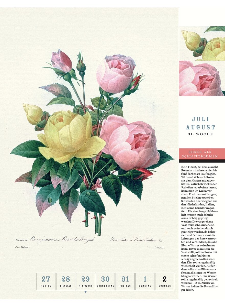 Auf diesem Bild sehen Sie das Produktbild 3 fr THORBECKES ROSEN-KALENDER 2026 - WOCHENKALENDER