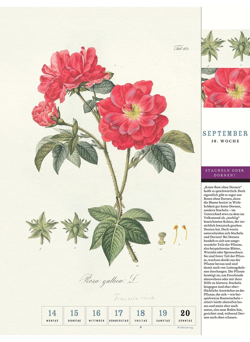 Auf diesem Bild sehen Sie das Produktbild 4 fr THORBECKES ROSEN-KALENDER 2026 - WOCHENKALENDER