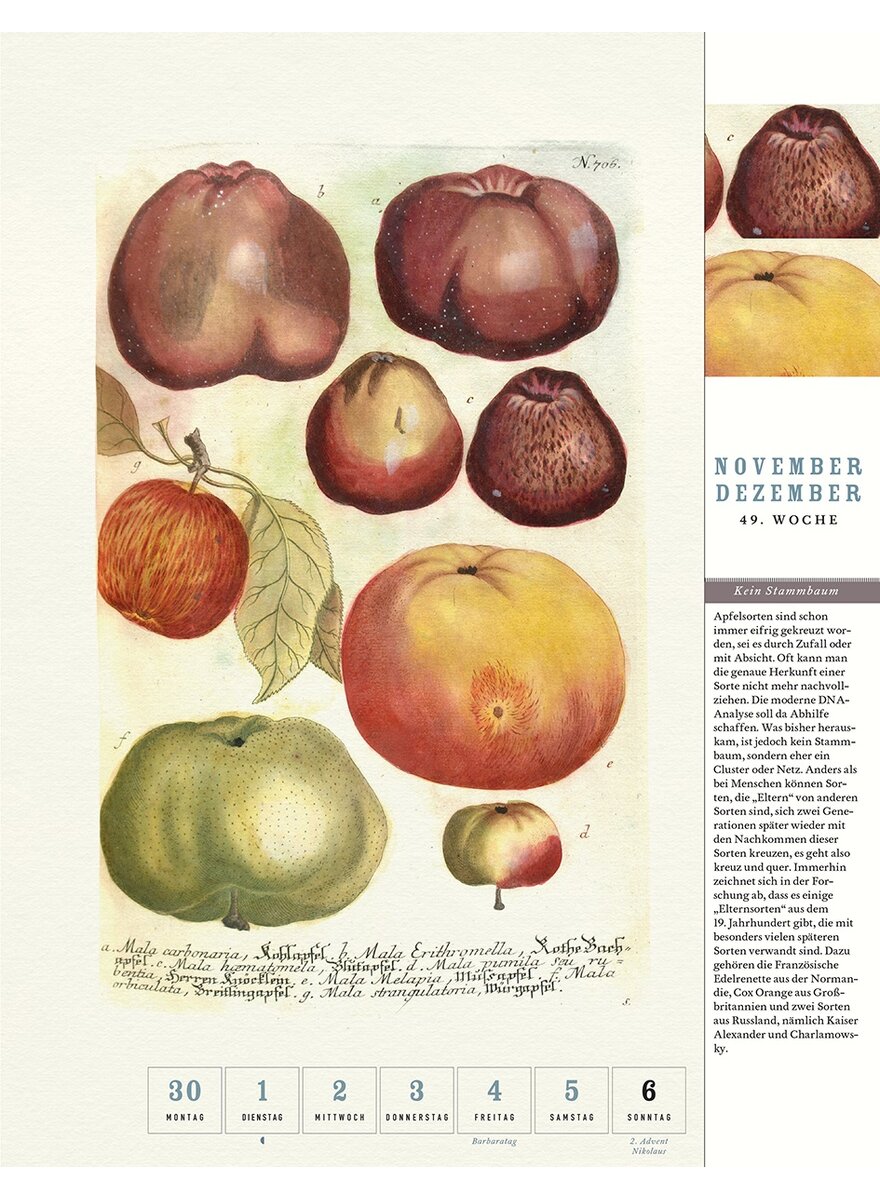 Auf diesem Bild sehen Sie das Produktbild 4 fr THORBECKES APFEL-KALENDER 2026 - WOCHENKALENDER