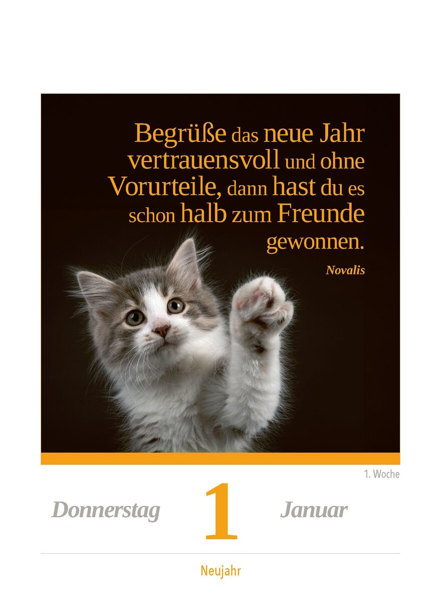 Auf diesem Bild sehen Sie das Produktbild 2 f�r KALENDER EINE KATZE F�R JEDEN TAG 2027 -