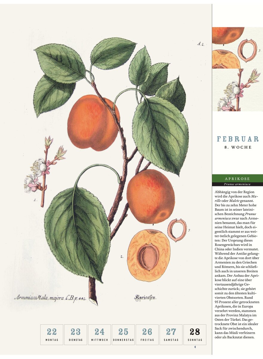 Auf diesem Bild sehen Sie das Produktbild 2 f�r THORBECKES HEIMISCHES OBST KALENDER 2027 -