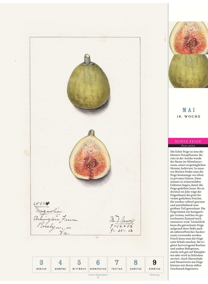 Auf diesem Bild sehen Sie das Produktbild 3 f�r THORBECKES HEIMISCHES OBST KALENDER 2027 -
