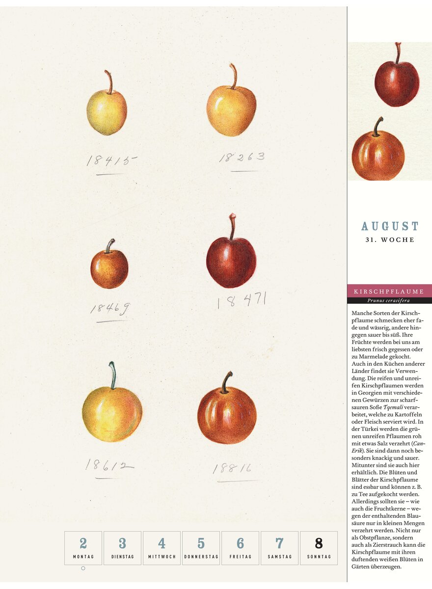 Auf diesem Bild sehen Sie das Produktbild 4 f�r THORBECKES HEIMISCHES OBST KALENDER 2027 -