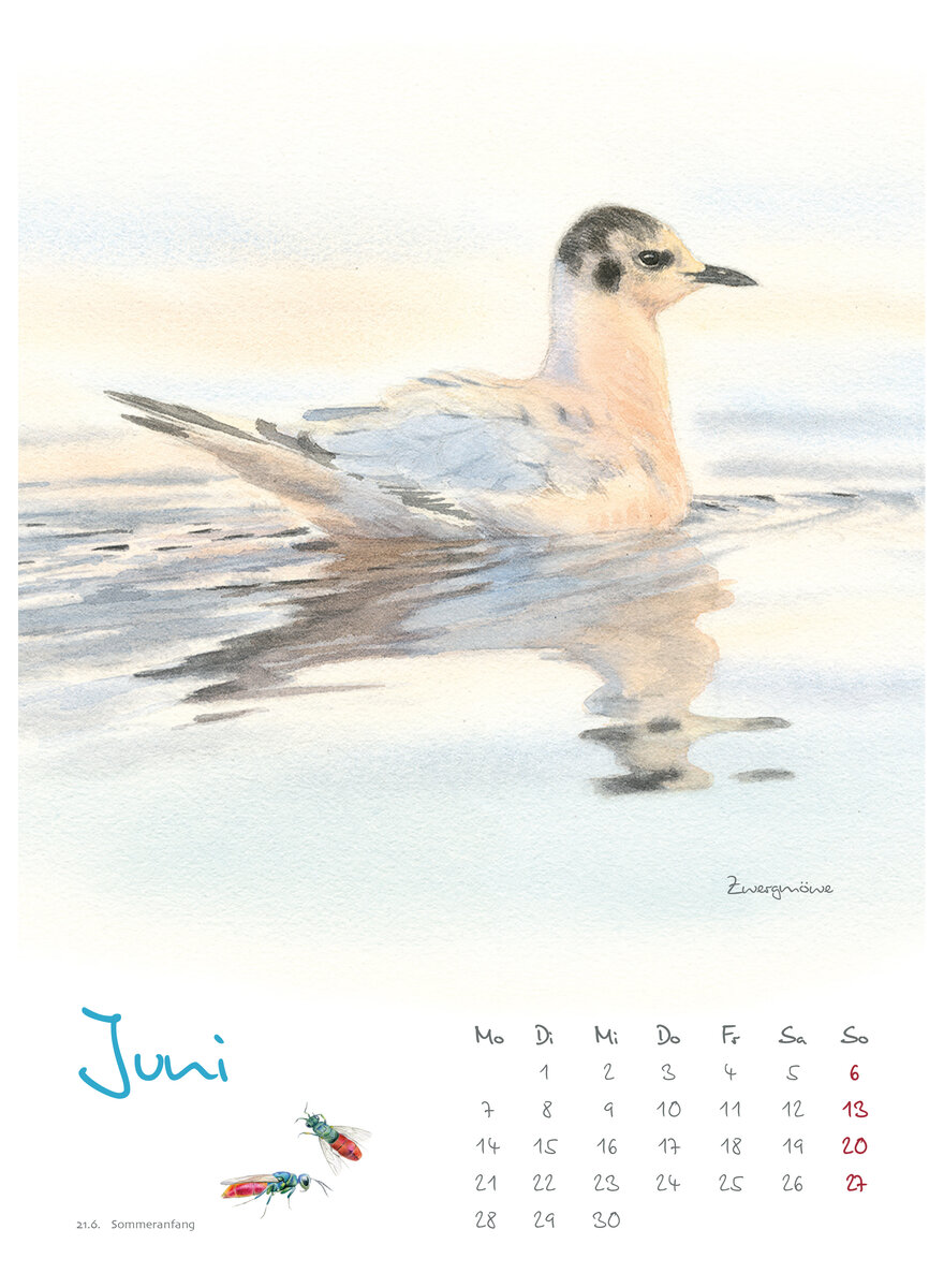 Auf diesem Bild sehen Sie das Produktbild 3 f�r KALENDER VOGELIMPRESSIONEN 2027 - CHRISTOPHER SCHMIDT