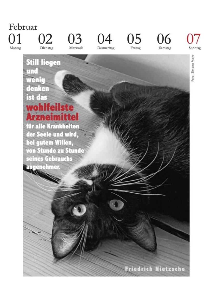 Auf diesem Bild sehen Sie das Produktbild 3 f�r D. LITERARISCHE KATZENKALENDER 2027 -