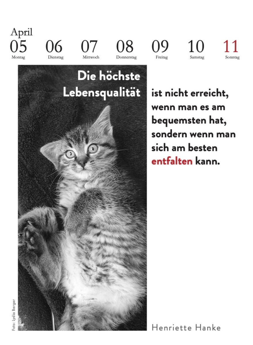 Auf diesem Bild sehen Sie das Produktbild 4 f�r D. LITERARISCHE KATZENKALENDER 2027 -