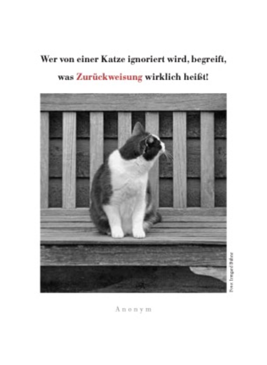 Auf diesem Bild sehen Sie das Produktbild 4 f�r KATZEN TASCHENKALENDER 2027 -