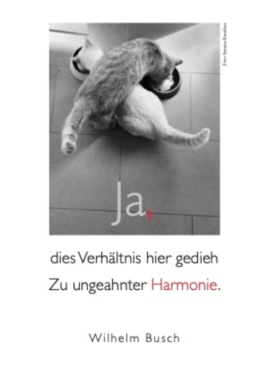 Auf diesem Bild sehen Sie das Produktbild f�r 5 KATZEN TASCHENKALENDER 2027 -