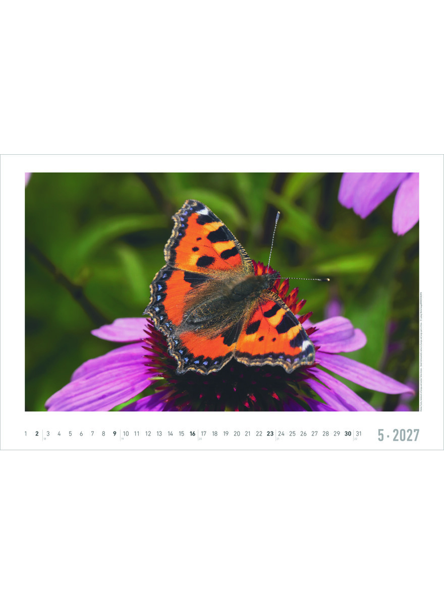 Auf diesem Bild sehen Sie das Produktbild 2 f�r KALENDER GEHEIMNISVOLLES WALDLEBEN 2027 -