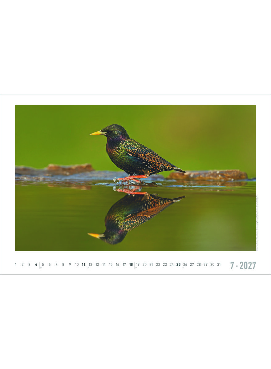 Auf diesem Bild sehen Sie das Produktbild 3 f�r KALENDER GEHEIMNISVOLLES WALDLEBEN 2027 -