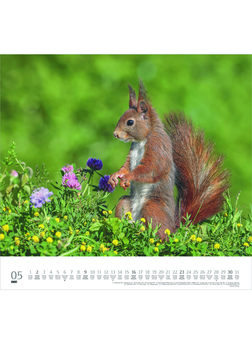 Auf diesem Bild sehen Sie das Produktbild 2 f�r KALENDER GELIEBTE EICHH�RNCHEN 2027 -
