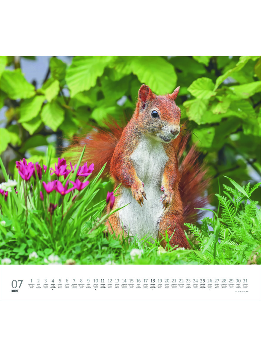 Auf diesem Bild sehen Sie das Produktbild 3 f�r KALENDER GELIEBTE EICHH�RNCHEN 2027 -