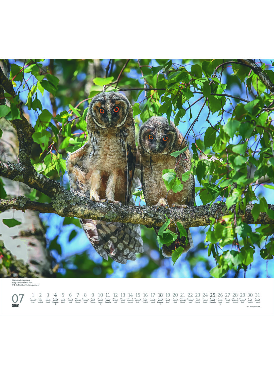 Auf diesem Bild sehen Sie das Produktbild 2 f�r KALENDER GELIEBTE EULEN 2027 -