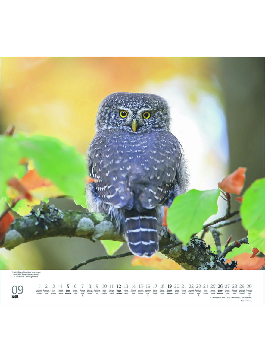 Auf diesem Bild sehen Sie das Produktbild 3 f�r KALENDER GELIEBTE EULEN 2027 -