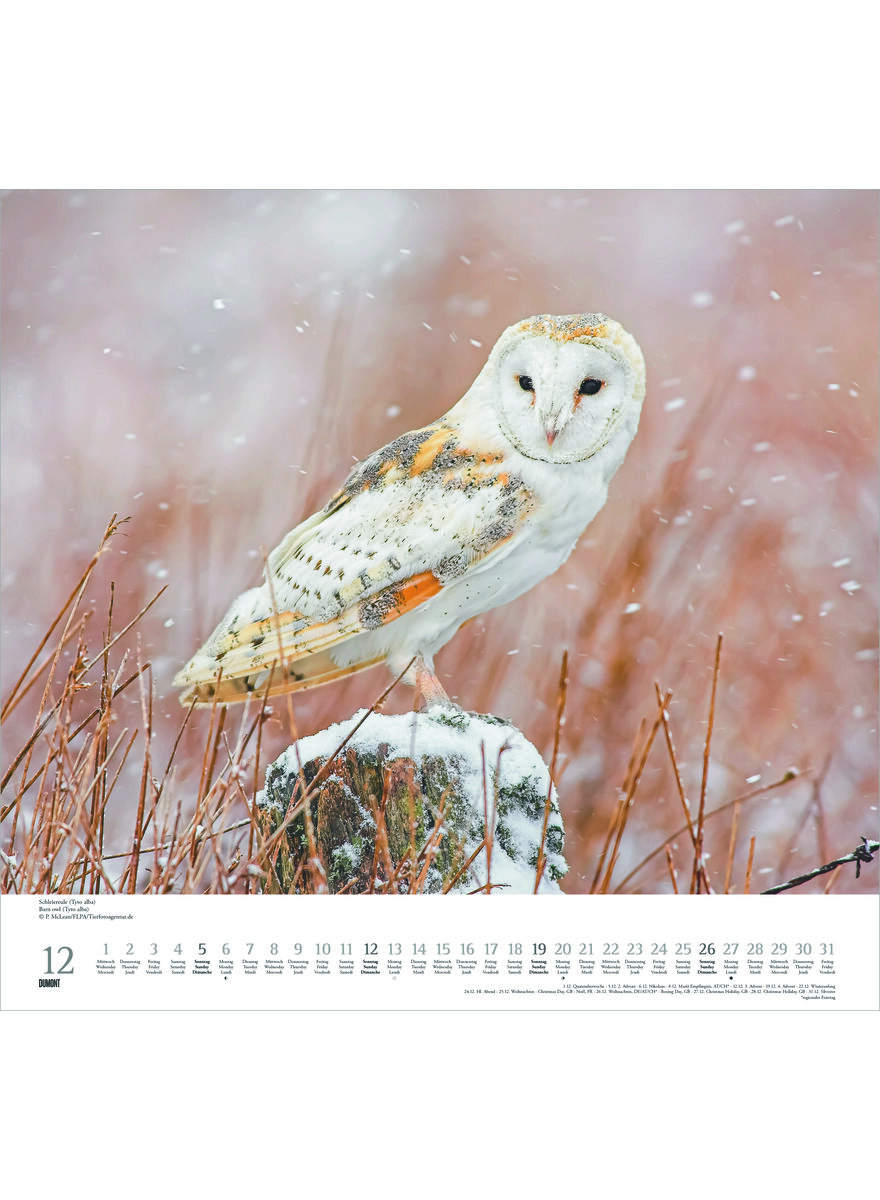 Auf diesem Bild sehen Sie das Produktbild 4 f�r KALENDER GELIEBTE EULEN 2027 -