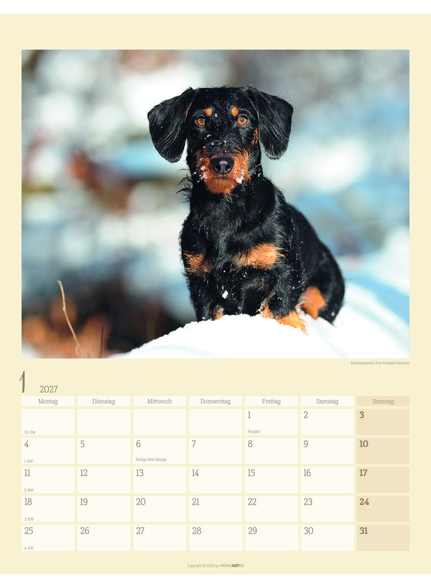Auf diesem Bild sehen Sie das Produktbild 2 f�r KALENDER DACKEL 2027 -