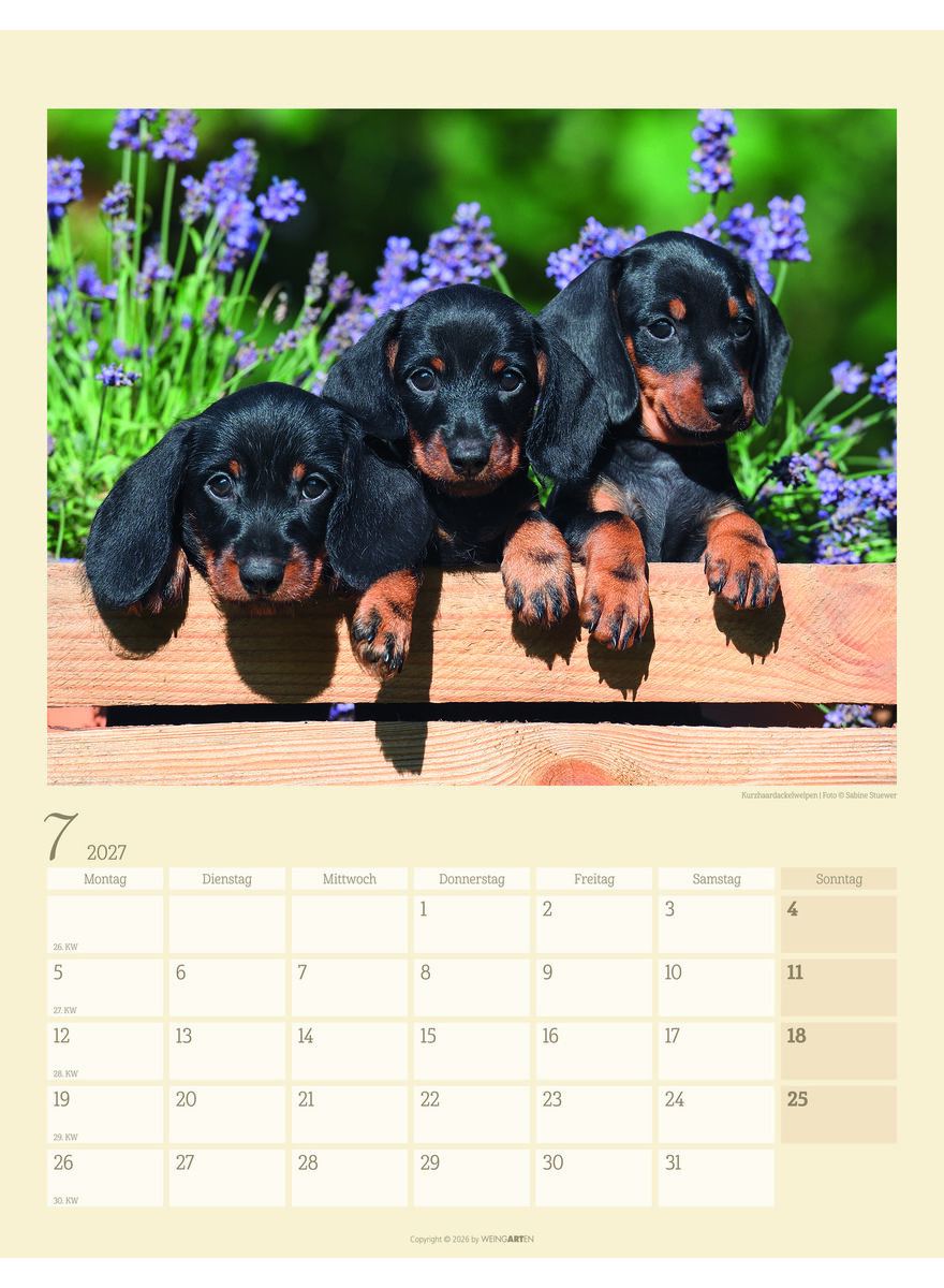 Auf diesem Bild sehen Sie das Produktbild 3 f�r KALENDER DACKEL 2027 -