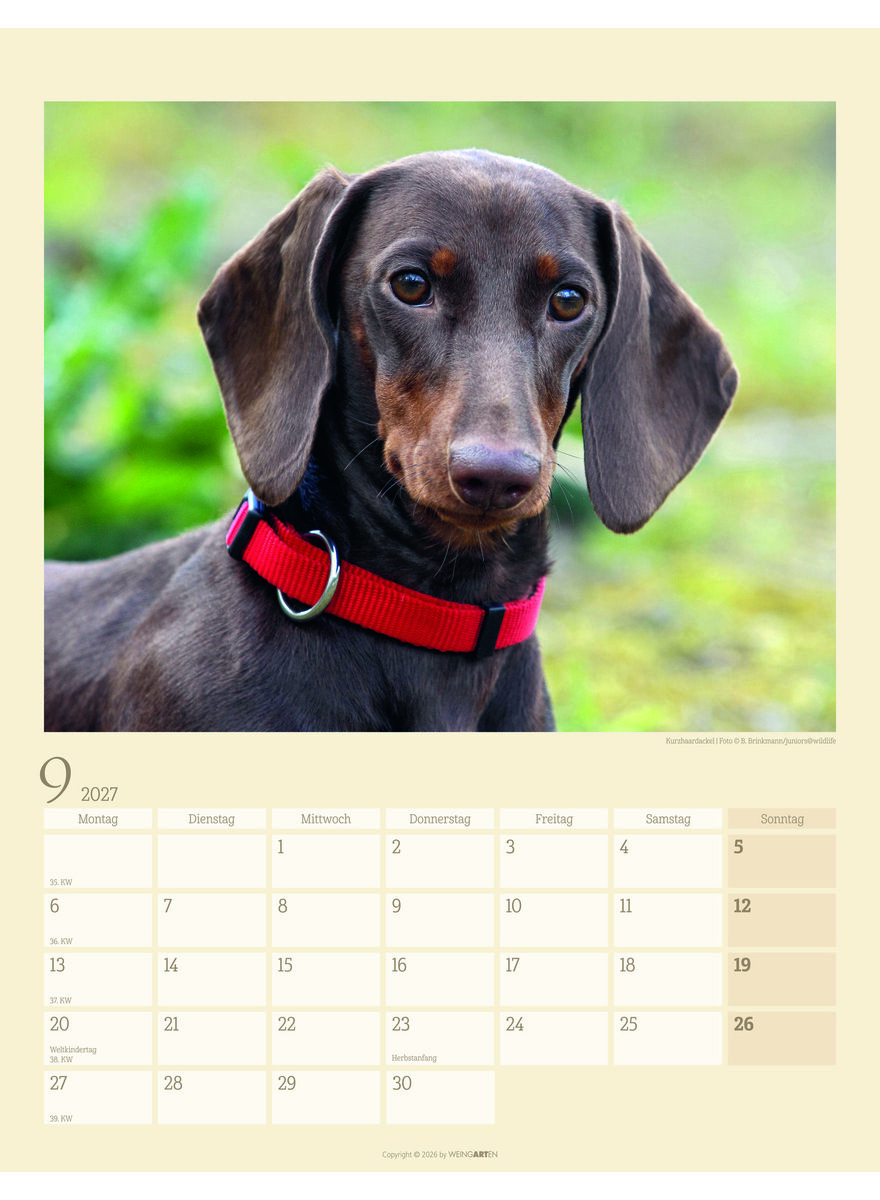 Auf diesem Bild sehen Sie das Produktbild 4 f�r KALENDER DACKEL 2027 -
