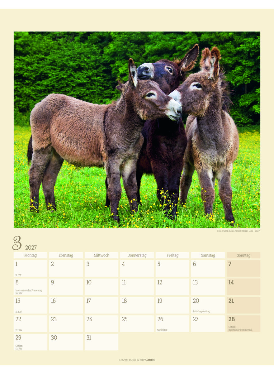 Auf diesem Bild sehen Sie das Produktbild 4 f�r KALENDER ESEL 2027 -