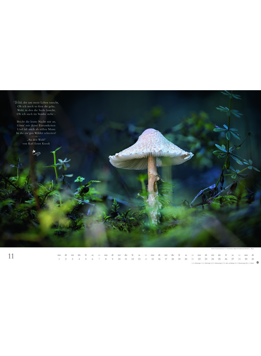 Auf diesem Bild sehen Sie das Produktbild 4 f�r KALENDER DER DEUTSCHE WALD - EIN LITERARISCHER SPAZIERGANG 2027
