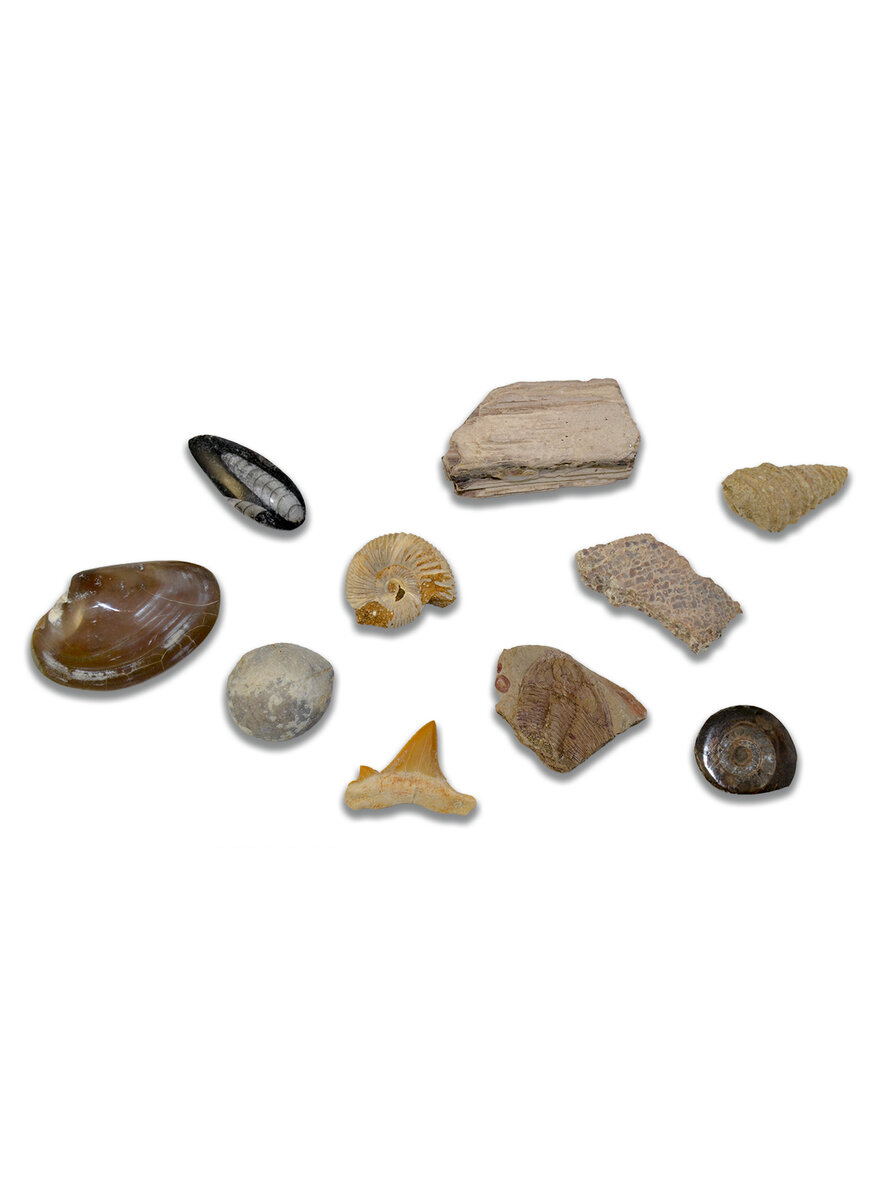 Auf diesem Bild sehen Sie das Produktbild 1 fr FOSSILIENSAMMLUNG: 10 FOSSILIEN VERSCHIEDENER ERDZEITALTER