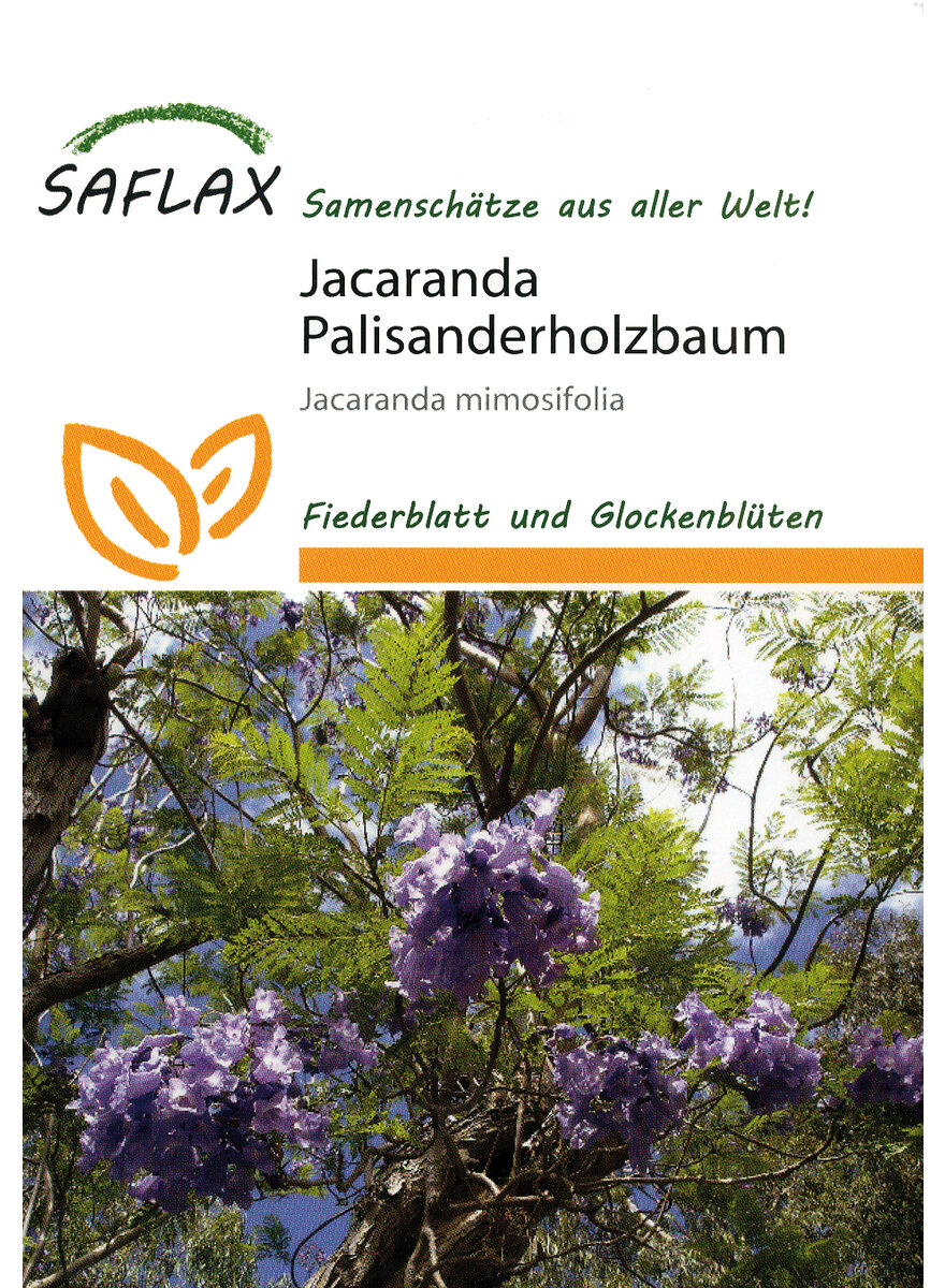 JACARANDA-SAMEN