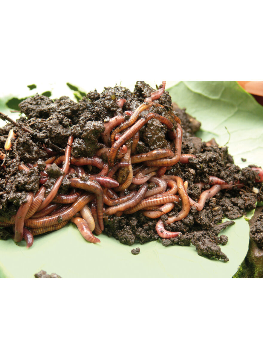 Auf diesem Bild sehen Sie das Produktbild 1 fr KOMPOST- & GARTENWRMER 0,5 KG WIRD SEPARAT GELIEFERT