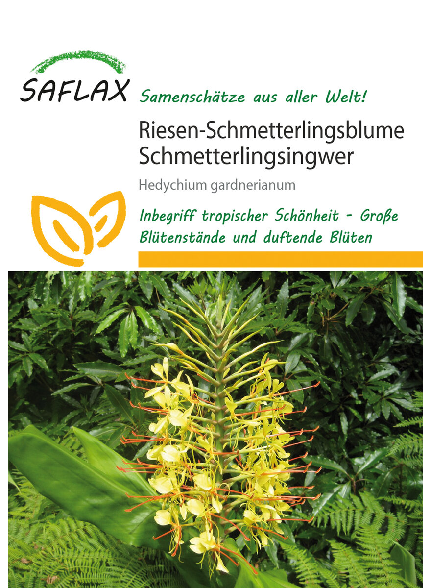 Auf diesem Bild sehen Sie das Produktbild 1 fr RIESEN-SCHMETTERLINGSBLUME