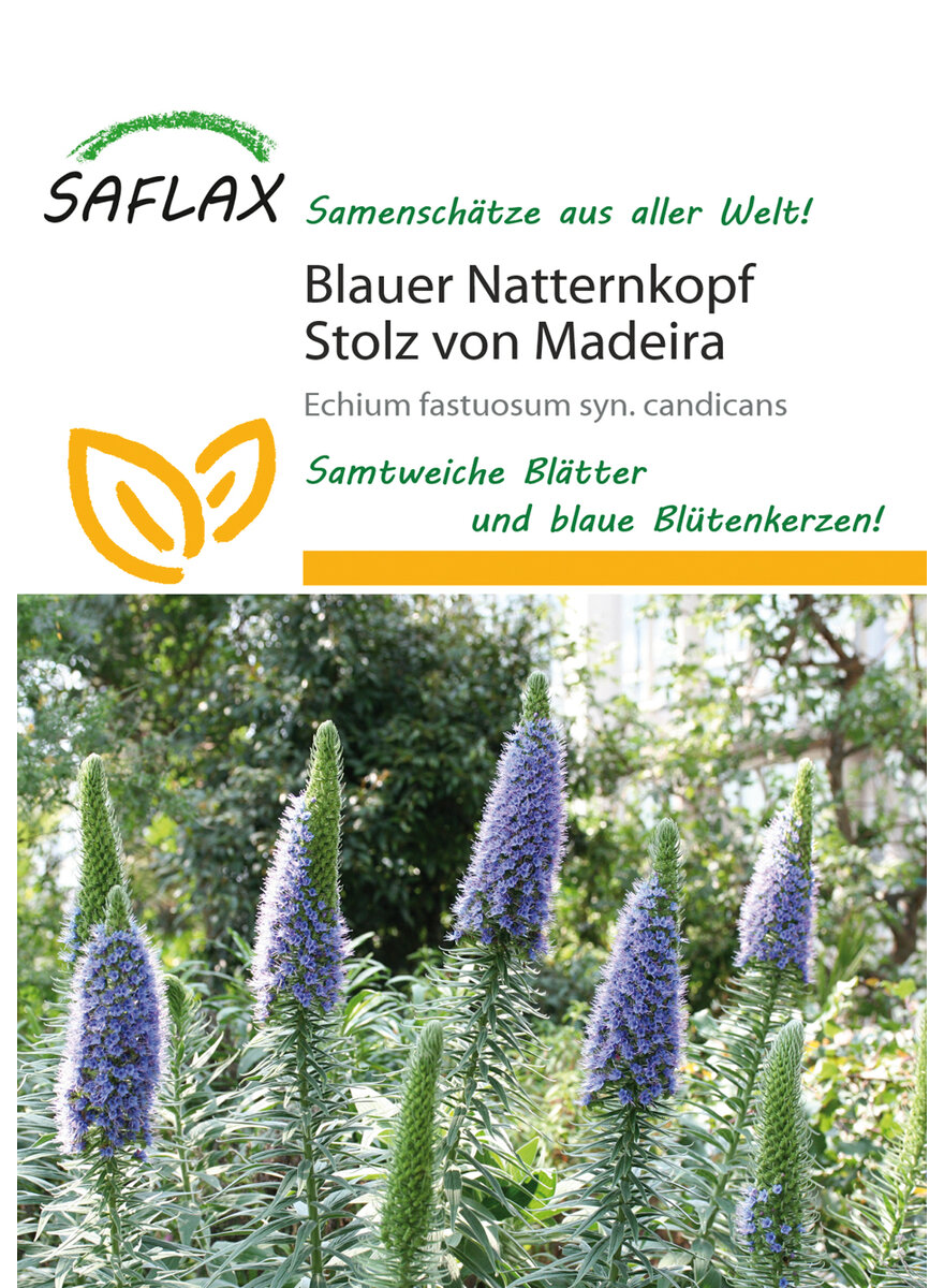 Auf diesem Bild sehen Sie das Produktbild 1 fr BLAUER NATTERNKOPF SAMEN