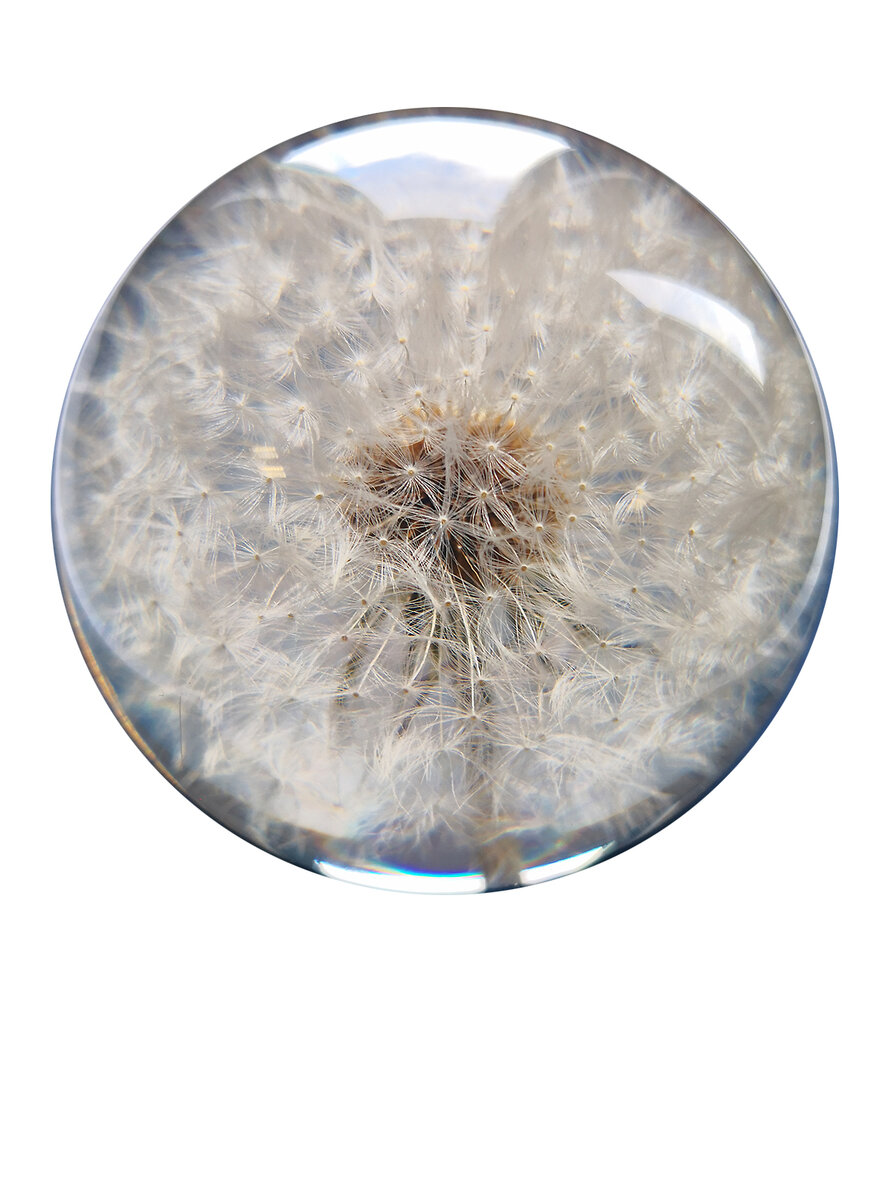 Auf diesem Bild sehen Sie das Produktbild 2 fr ECHTE BLUME IN ACRYLGLASKUGEL PUSTEBLUME  65 MM