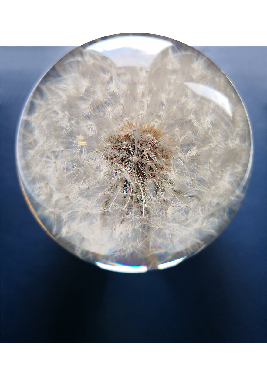 Auf diesem Bild sehen Sie das Produktbild 3 fr ECHTE BLUME IN ACRYLGLASKUGEL PUSTEBLUME  65 MM