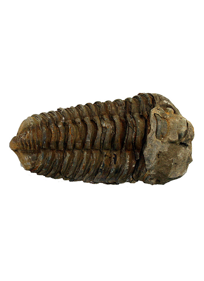 FOSSILER TRILOBIT Bild 2