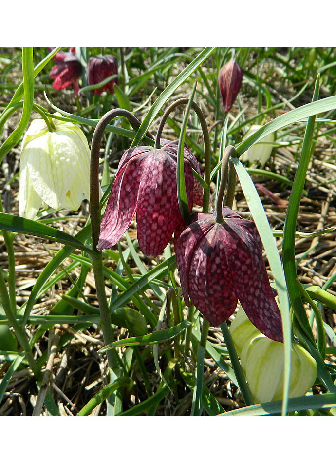 Auf diesem Bild sehen Sie das Produktbild 2 fr SCHACHBRETTBLUME-ZWIEBEL
