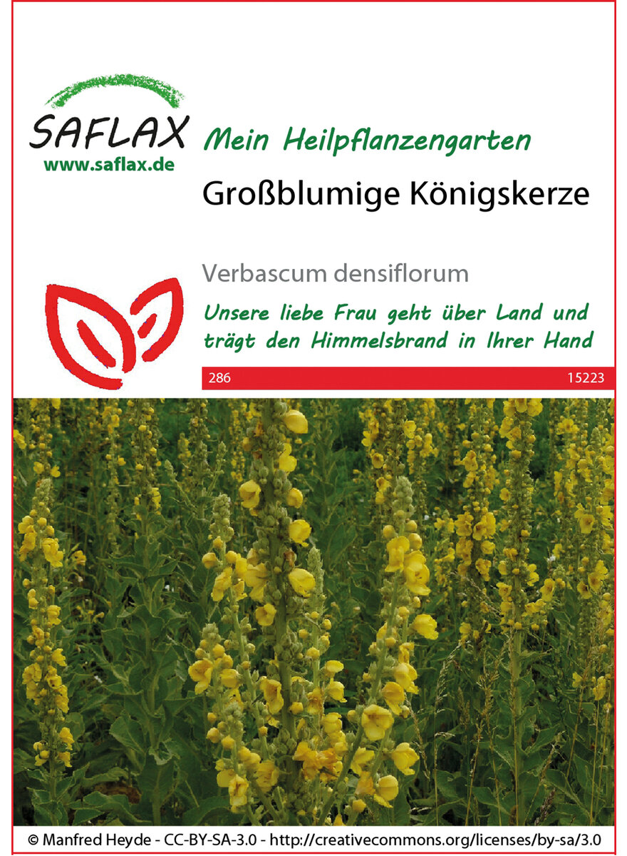 Auf diesem Bild sehen Sie das Produktbild 1 fr GROBLUMIGE KNIGSKERZE SAMEN