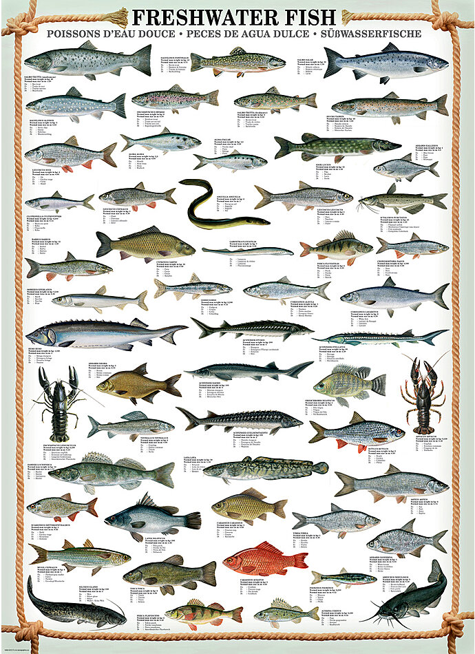 PUZZLE SWASSERFISCHE 1000 TEILE Bild 2