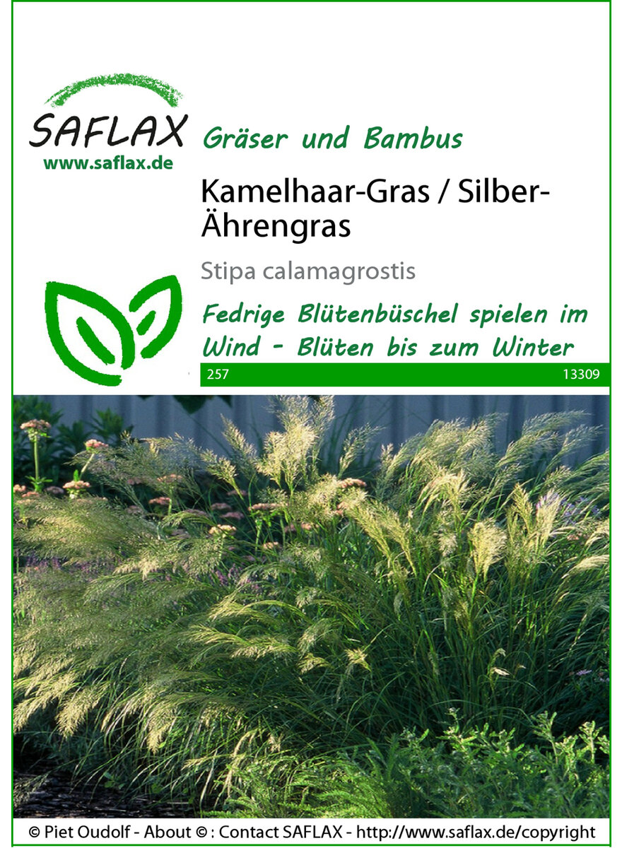 SAMEN KAMELHAAR-GRAS SILBER- HRENGRAS