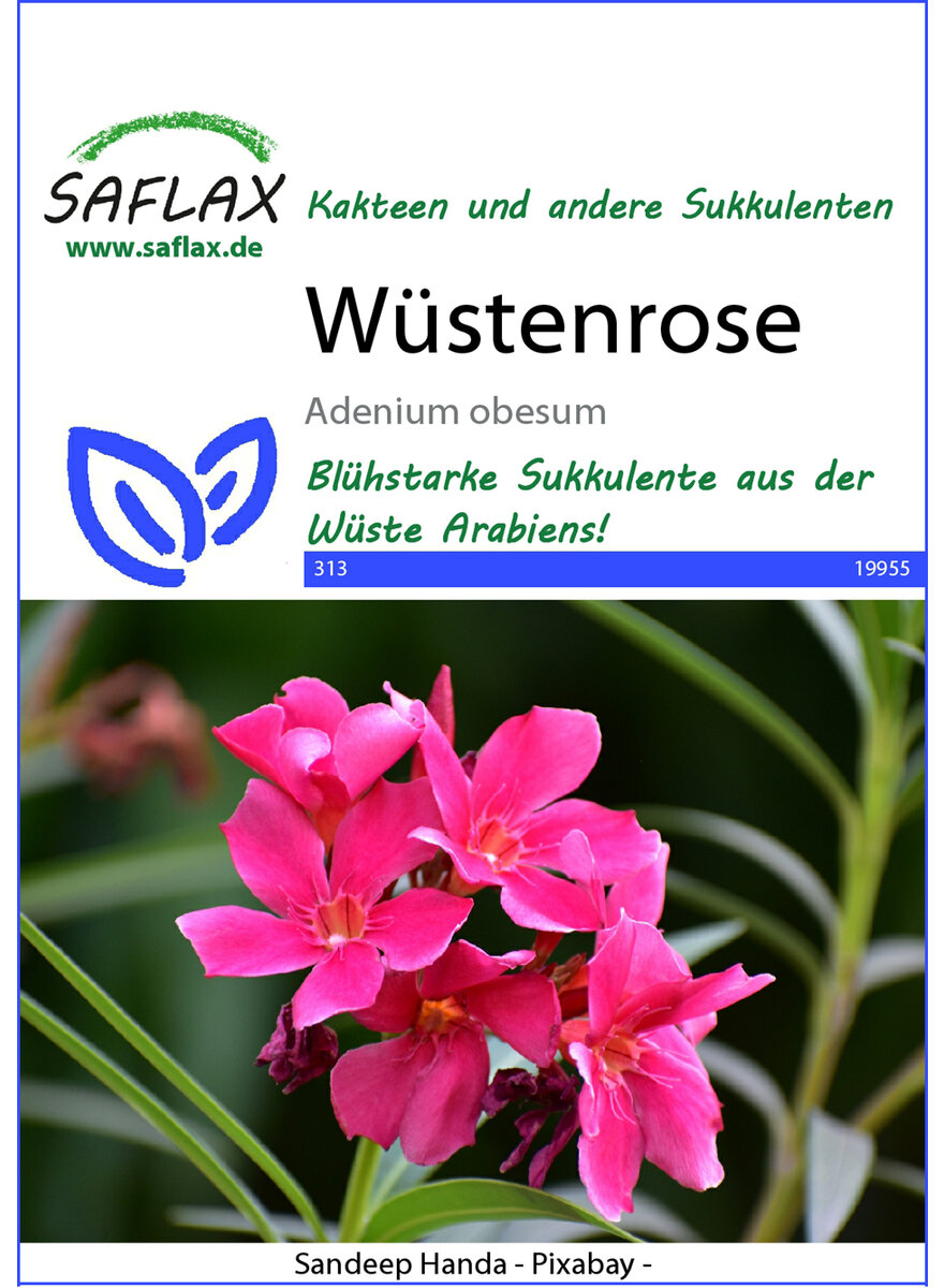 WSTENROSE SAMEN